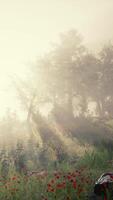 solstrålar in i skogen på en dimmig höstmorgon video
