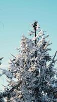 forêt calme d'hiver à la journée ensoleillée video