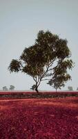 dry african savannah with trees video