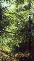 árboles de cono verde en la luz del sol brillante video