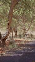 strada aperta in australia con alberi a cespuglio video