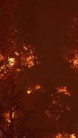 große flammen von waldbränden in der nacht video