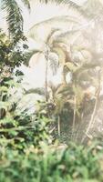 tropical garden with palm trees in sun rays video