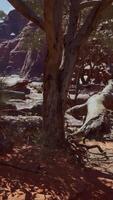 trees near Colorado River in Grand Canyon video