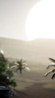 coco palmeiras paisagem tropical video