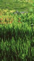 veld met groen gras en wilde bloemen bij zonsondergang video