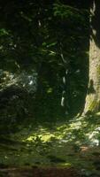 alte Bäume mit Flechten und Moos im grünen Wald video