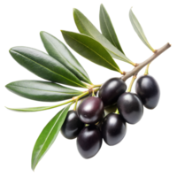maturo nero olive su ramo isolato su trasparente sfondo png
