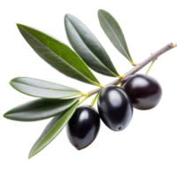 Close-Up View of Ripe Black Olives and Leaves on a Branch png