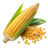 Fresh Corn Ear With Husks and Loose Kernels on a Transparent Background png