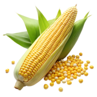 Fresh Corn Cob With Husk and Loose Kernels on Transparent Background png