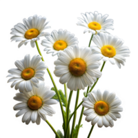 Blooming White Daisies With Yellow Centers Isolated on Transparent Background png