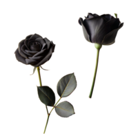 deux des roses avec distinct couleurs, un noir et un vert, sur transparent Contexte png