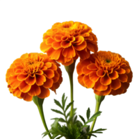 Vibrant Orange Marigold Flowers in Full Bloom With Transparent Background png