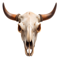 mucca cranio con lungo corna su trasparente sfondo png