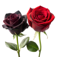 dunkel Burgund und klassisch rot Rosen mit detailliert Blütenblätter auf ein transparent Hintergrund png