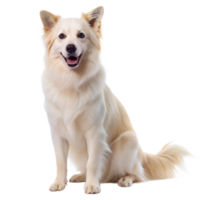 Smiling Cream-Colored Dog Sitting Calmly Against a Transparent Background png