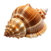 Detailed View of a Spiral Sea Shell Isolated on a Transparent Background png
