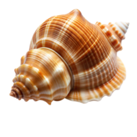 détaillé vue de une spirale mer coquille isolé sur une transparent Contexte png