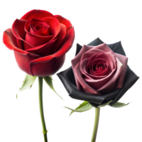 Two Distinct Roses in Red and Purple With a Transparent Background png