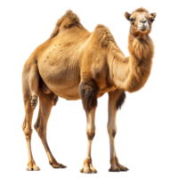 Side View of a Single Humped Camel Standing Proudly Against a Transparent Background png