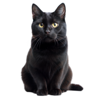 majestueux noir chat séance élégamment contre une transparent Contexte png