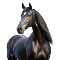 Majestic Black Stallion With Shiny Coat Posing Gracefully on Transparent Background png