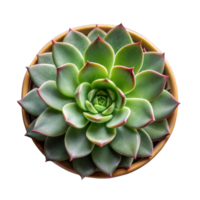 Top View of a Healthy Echeveria Succulent in a Brown Pot Against a Transparent Background png