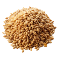 Close-Up View of a Pile of Wheat Grains Isolated on a Transparent Background png
