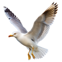 majestoso gaivota dentro voar capturado contra uma transparente fundo png