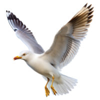 majestueux mouette dans vol capturé contre une transparent Contexte png