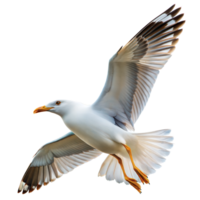 majestuoso Gaviota en vuelo capturado con untado alas en contra un transparente fondo png