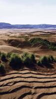 Flat desert with bush and grass video