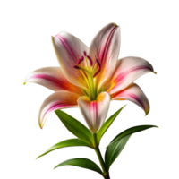 Close-Up View of a Blossoming Pink and White Lily With Transparent Background png