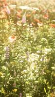 vue sur le magnifique champ de fleurs cosmos au coucher du soleil video