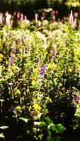 vacker sommaräng med vilda blommor i gräs mot gryningsmorgonen video