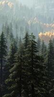 färgrik solnedgång eller soluppgång i bergen med tall skog och dimma video