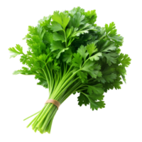 Fresh Bunch of Green Parsley Tied With Twine on Transparent Background png