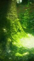 schönes grünes Moos auf dem Boden und den Bäumen video