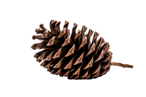 Longleaf Cone Macro On Transparent Background png