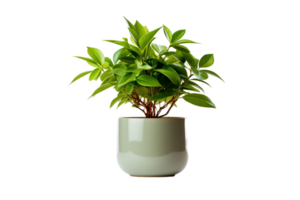 Potted Greenery On Transparent Background png
