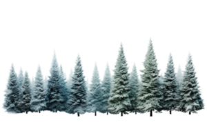 Snow Covered Pine Forest on Transparent Background. png