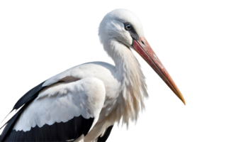 stänga upp stork porträtt png