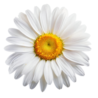 illustration de fleur camomille png