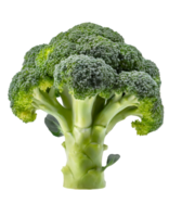 Realistic fresh broccoli png