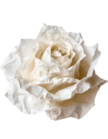 Illustration of white crumpled paper in the shape of a rose png