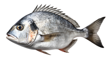 realistisch frisch Fisch Dorado png