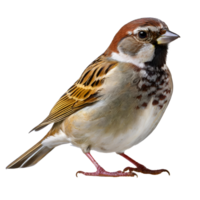 Illustration of sparrow png