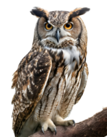 Realistic beautiful owl png