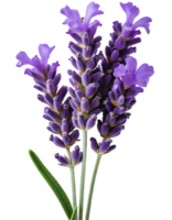 Illustration von Blume Lavendel png